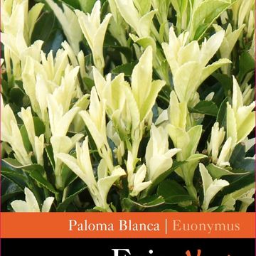 Euonymus japonicus PALOMA BLANCA