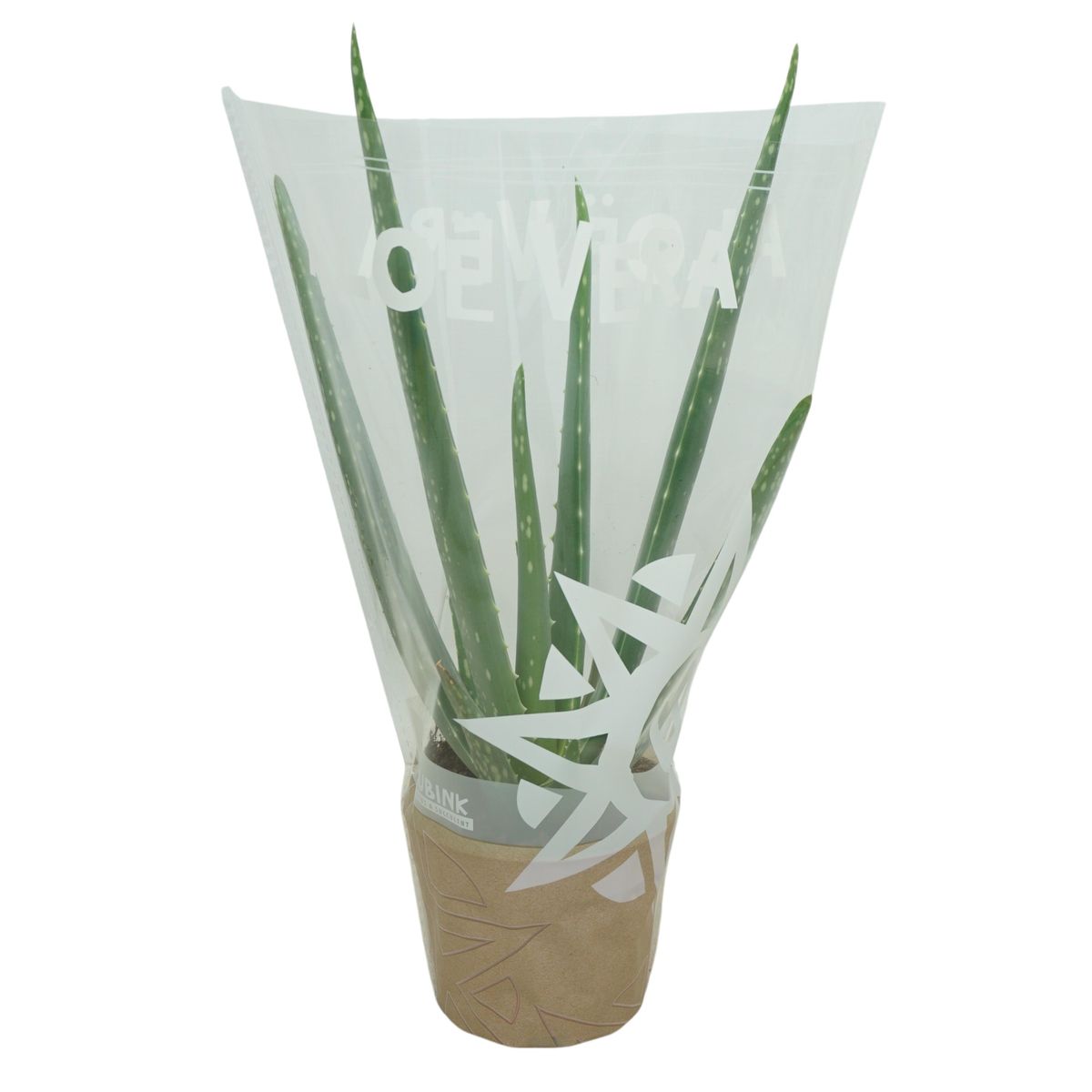 Aloe vera  Pflanzengrohandel FlorAccess