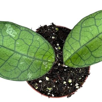 Hoya clemensiorum SHORT LEAF