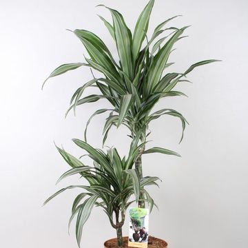 Dracaena fragrans 'Ulises'