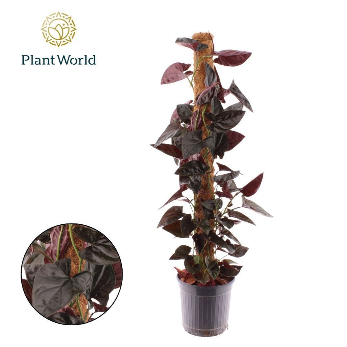 Syngonium erythrophyllum 'Red Arrow'  Pflanzengrohandel FlorAccess