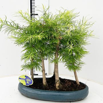 Pseudolarix amabilis