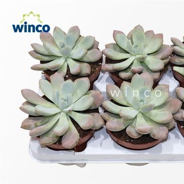 x Graptoveria 'Opalina'