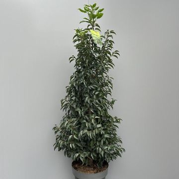 Prunus lusitanica 'Angustifolia'