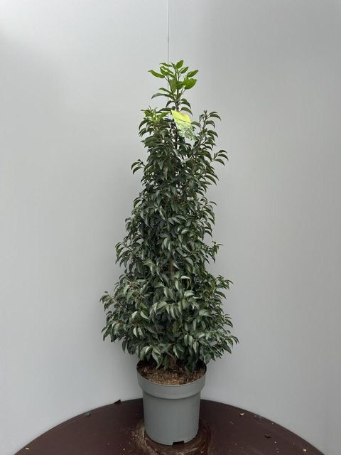 Prunus lusitanica 'Angustifolia'