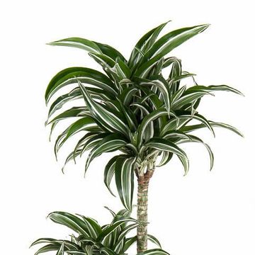 Dracaena fragrans 'Jade Jewel'