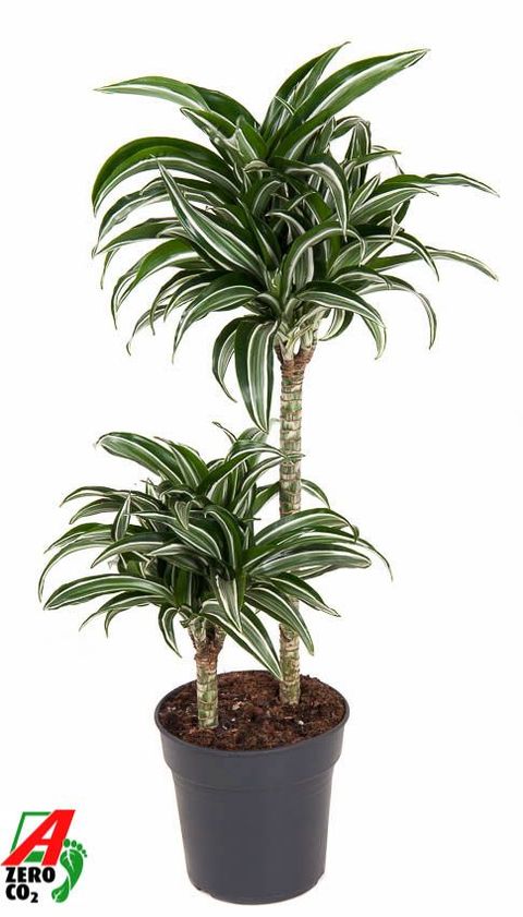 Dracaena fragrans 'Jade Jewel'