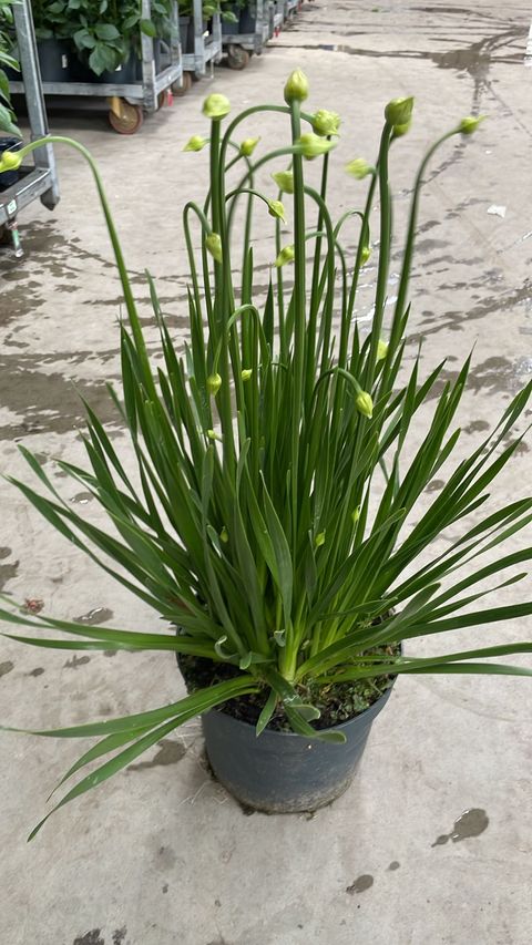 Allium 'Millenium'