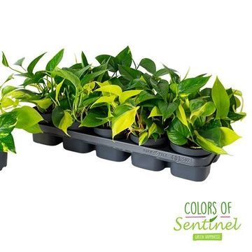 Epipremnum pinnatum MIX IN POT