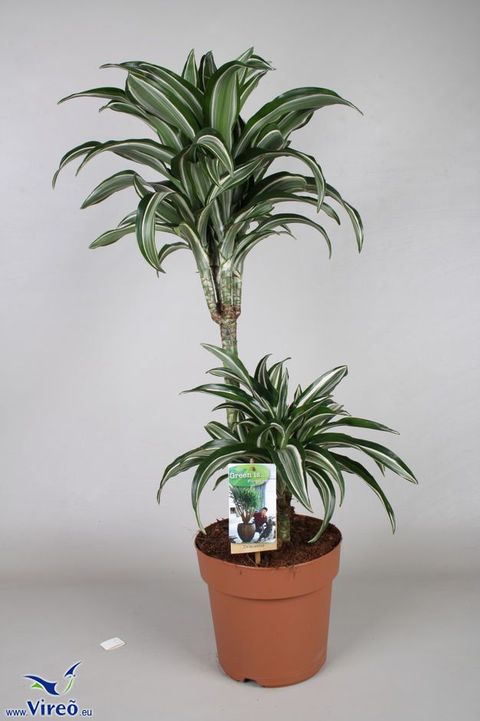 Dracaena fragrans 'Jade Jewel'