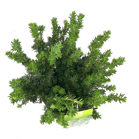 Taxus x media 'Hillii'