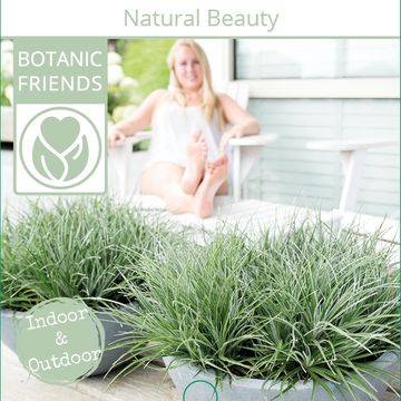 Fascicularia bicolor