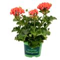 Pelargonium RED PANDORA
