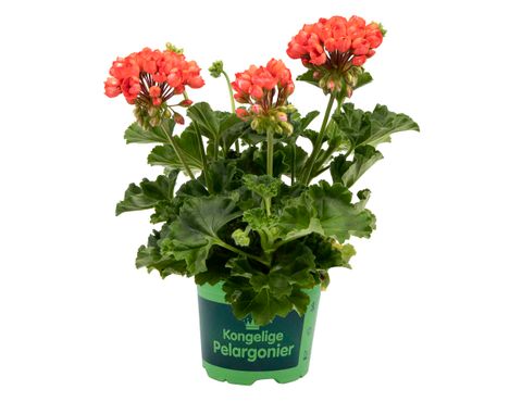 Pelargonium RED PANDORA