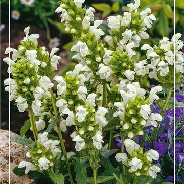 Prunella grandiflora 'Alba'