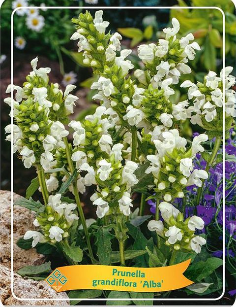 Prunella grandiflora 'Alba'