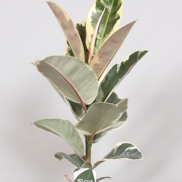 Ficus elastica 'Tineke'