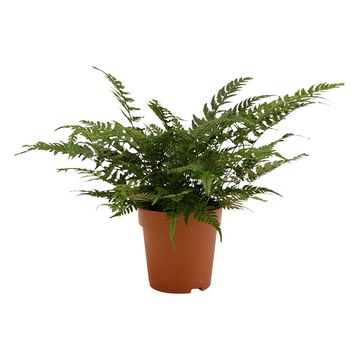 Polystichum tsus-simense