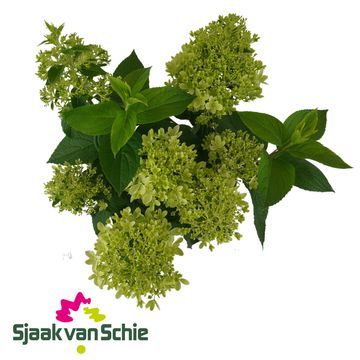 Hydrangea paniculata LIVING ROYAL FLOWER