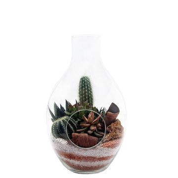 Düzenlemeler Cactus / Succulent