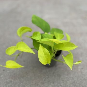 Epipremnum pinnatum 'Neon'