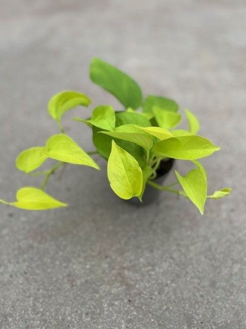 Epipremnum pinnatum 'Neon'