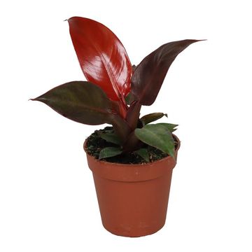 Philodendron 'Red Sun'