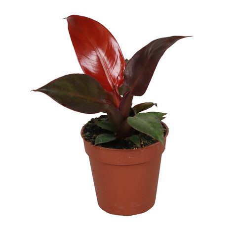 Filodendron 'Red Sun'