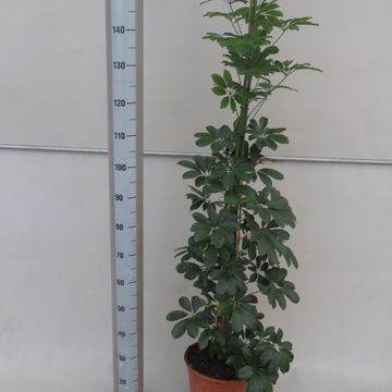 Schefflera arboricola 'Compacta'