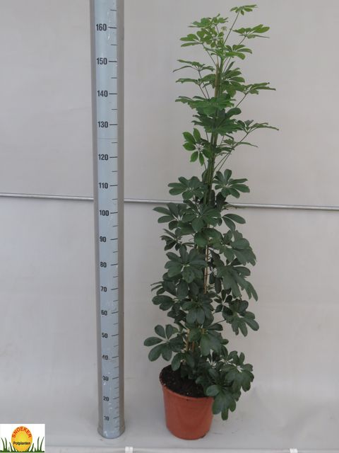 Schefflera arboricola 'Compacta'