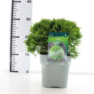 Thuja occidentalis 'Danica'