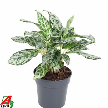 Aglaonema 'Patricia'
