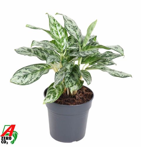 Aglaonema 'Patricia'