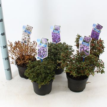 Rhododendron impeditum MIX