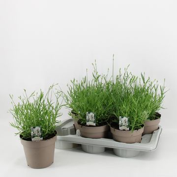 Lavandula angustifolia AROMANCE WHITE
