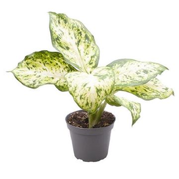 Dieffenbachia maculata