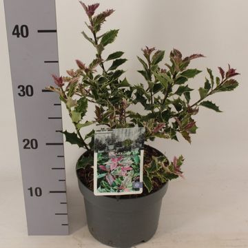 Ilex aquifolium 'Ingramii'