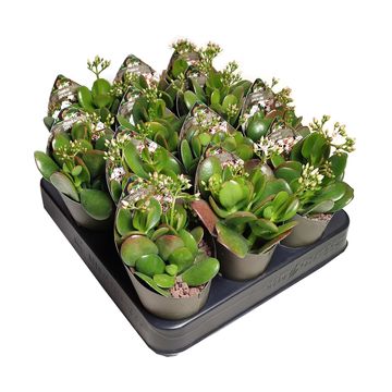 Crassula portulacea