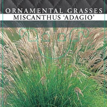 Miscanthus sinensis 'Adagio'