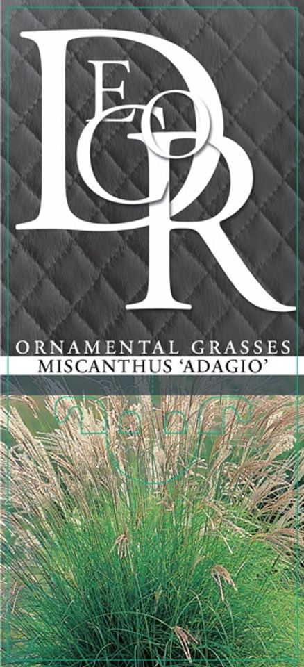 Miscanthus sinensis 'Adagio'