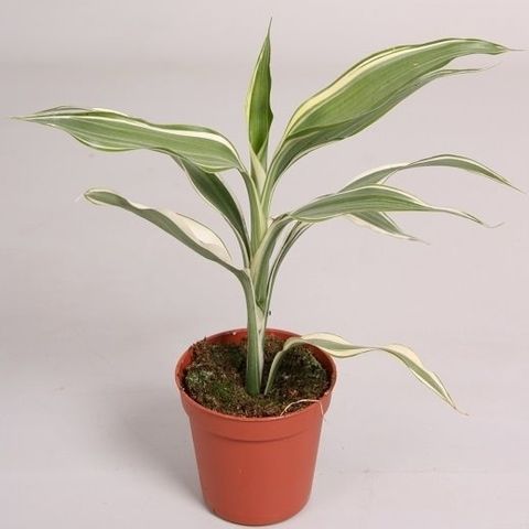 Dracaena Sanderiana Victory Vendita All Ingrosso Piante FlorAccess   5h4g3bbedeprsc6rpau0lukmi9ai41kfforslvav 480 