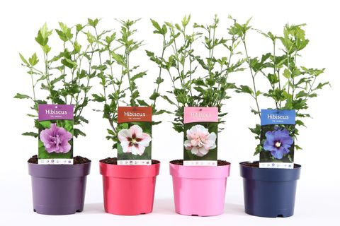 Hibiscus syriacus MIX