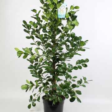 Ficus microcarpa 'Moclame'