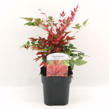 Nandina domestica OBSESSED