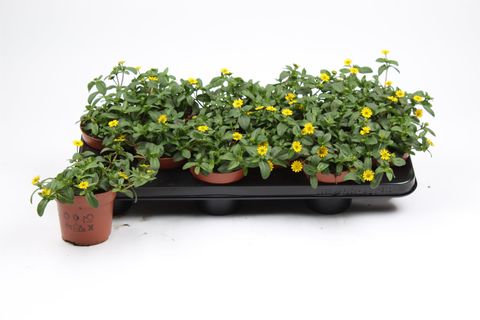 Sanvitalia procumbens