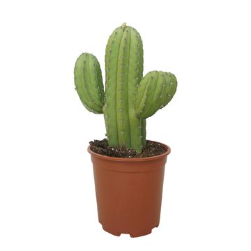 Polaskia chichipe