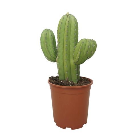 Polaskia chichipe
