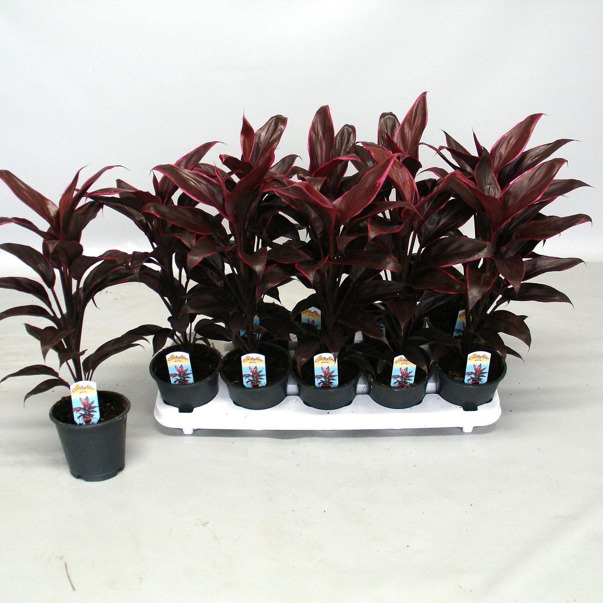 Cordyline fruticosa 'Mambo' en Drypot Rattan