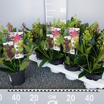 Skimmia japonica MIX IN POT
