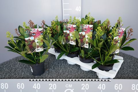 Skimmia japonica MIX IN POT